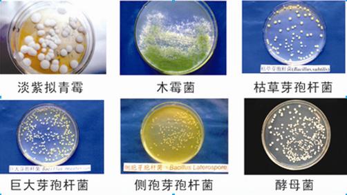 微生物技術對于青貯飼料有怎樣的好處