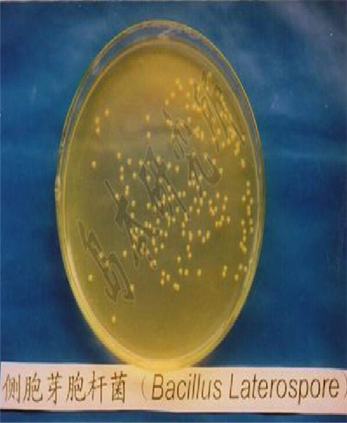 單一菌種側孢芽孢桿菌介紹