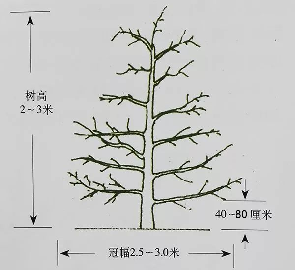 酵素農(nóng)業(yè)蘋果篇——蘋果生育期酵素微生物套餐肥施用指導(dǎo)意見(jiàn)（一）