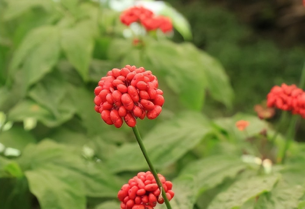 酵素菌技術(shù)，破解連作障礙困局，助力藥材產(chǎn)業(yè)健康持續(xù)發(fā)展