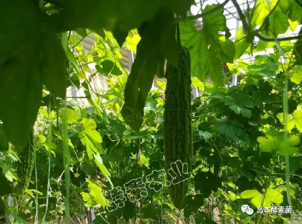 島本酵素生物悶棚奇效顯：滅掉了線蟲殺死了病菌，土壤還得到改良