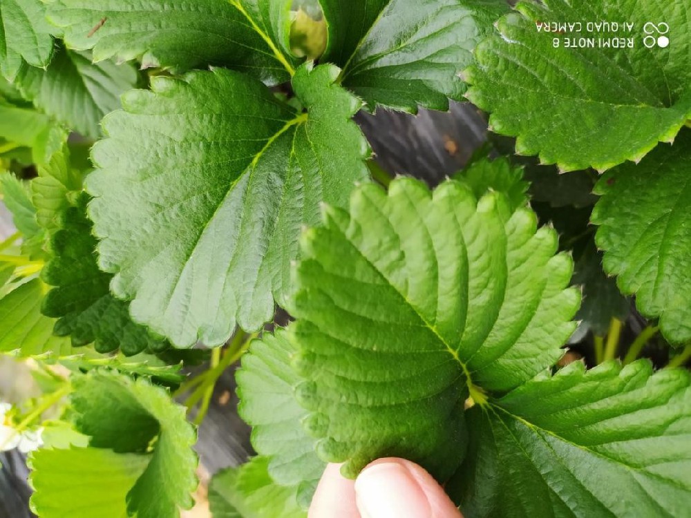 雞糞燒苗怎么辦？島本酵素有妙招