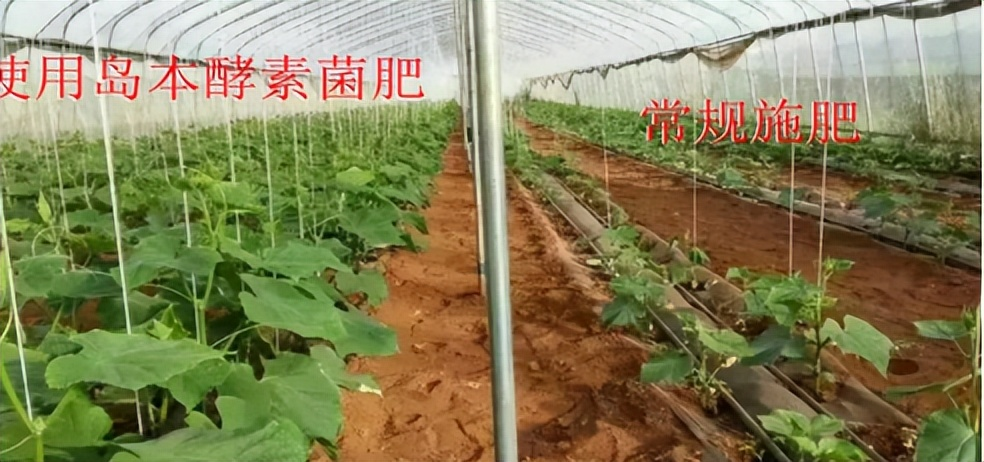 使用微生物肥料可以提高土壤和作物的抗旱性能嗎？