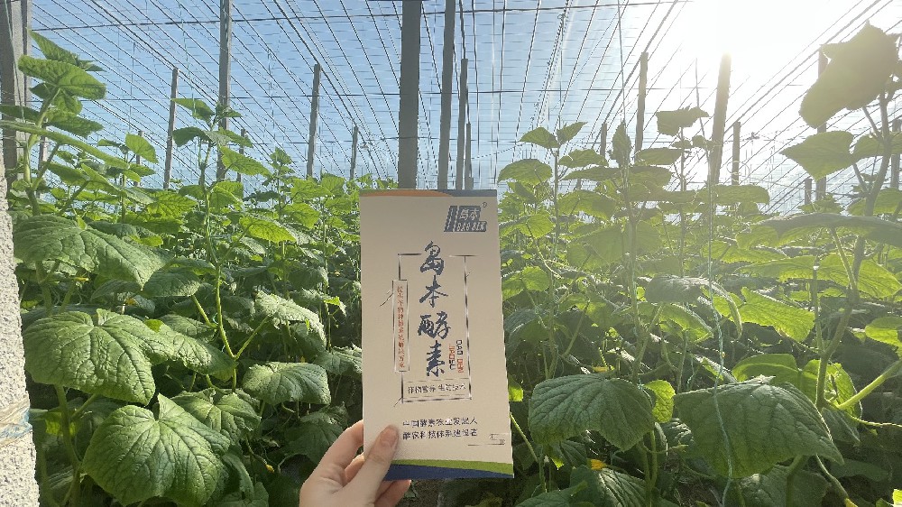 島本酵素菌肥在抑制根結(jié)線蟲上的應用效果