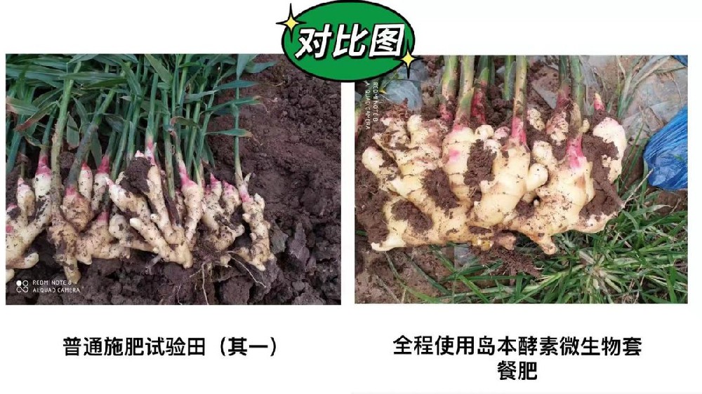 生姜姜瘟、癩皮等病蟲害問題酵素菌微生物套餐肥解決方案及效果展示