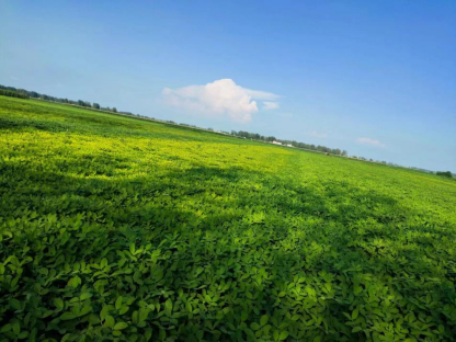 雨后花生大面積黃化怎么辦？