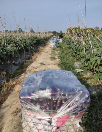 夏季露地栽培茄子怎么進(jìn)行肥水管理？