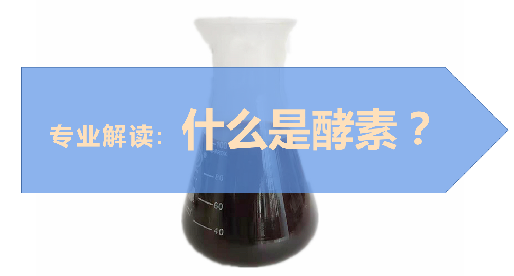 專業(yè)解讀：什么是酵素？