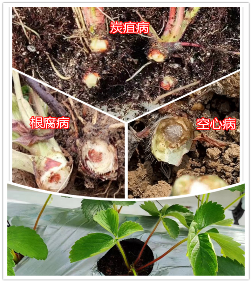 草莓定植后總死棵，炭疽病、空心病還是根腐病？