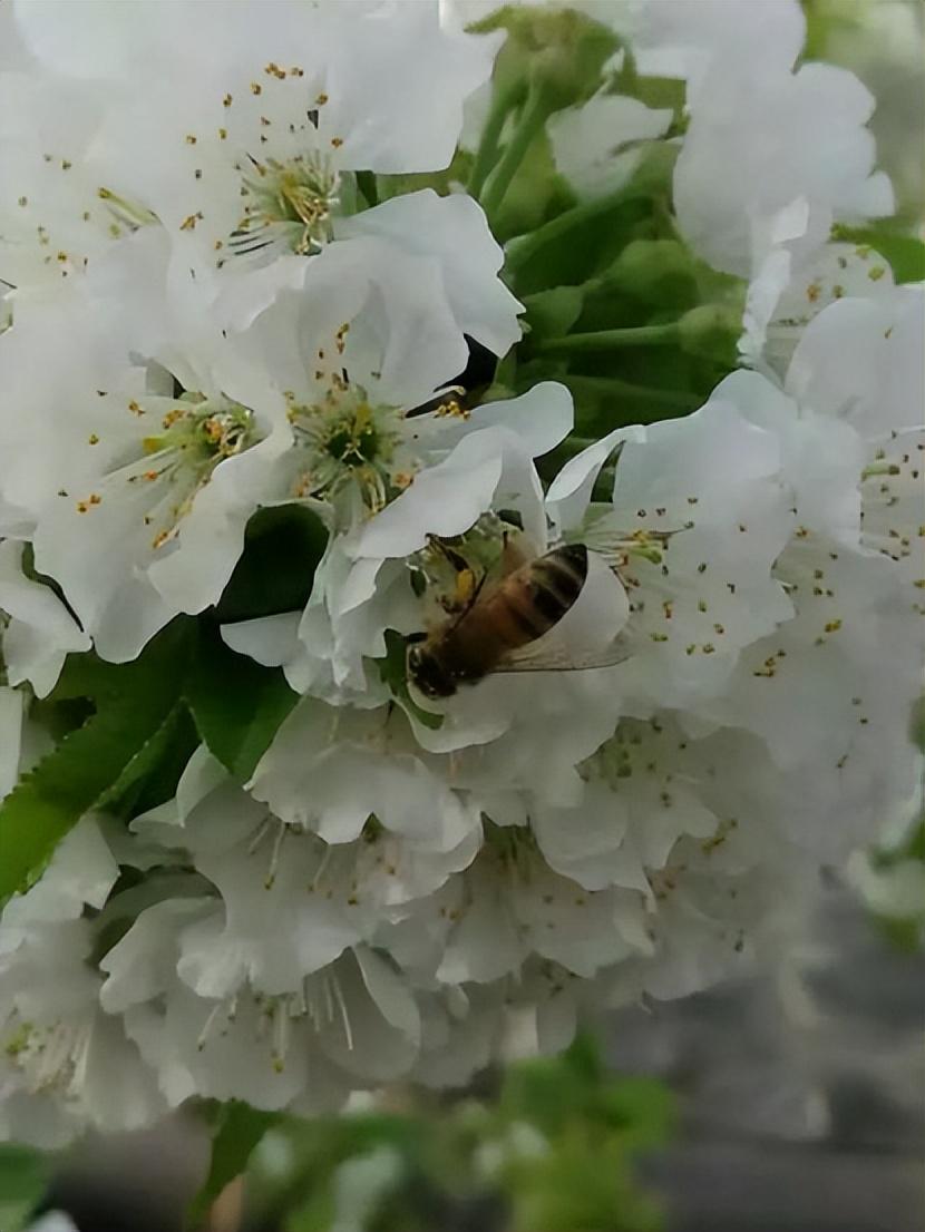 櫻桃樹開花授粉