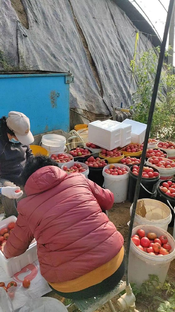 酵素菌微生物技術(shù)如何在低溫冬季助力番茄提質(zhì)、增產(chǎn)防早衰？