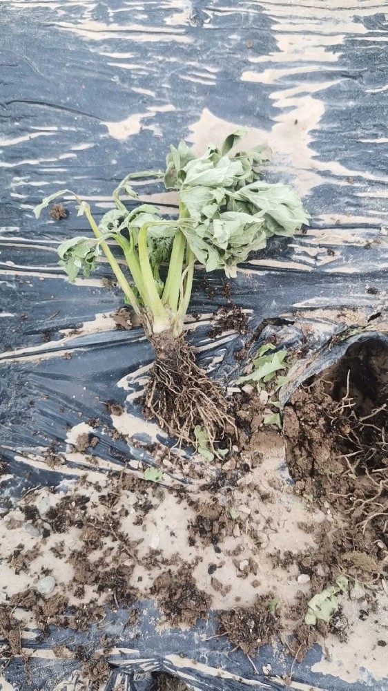 【島本酵素】芹菜定植后根腐、莖基腐病害嚴(yán)重怎么辦？解答來了