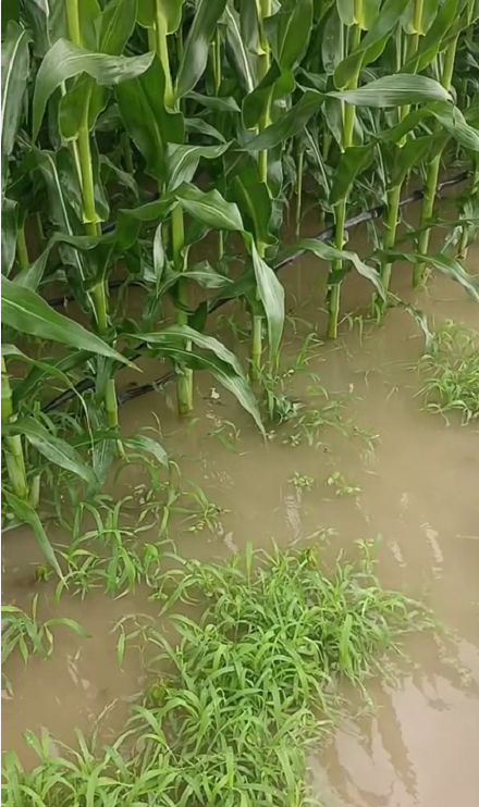 大雨過后才知道島本酵素有多牛？土壤疏松如海綿、不積水、無(wú)死棵！