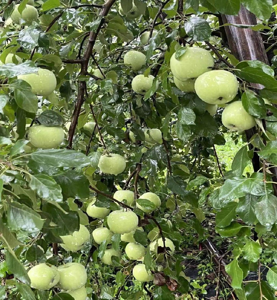 連陰天蘋果膨果增甜上色慢咋辦？酵素菌劑來幫忙！有機(jī)生態(tài)無抗性