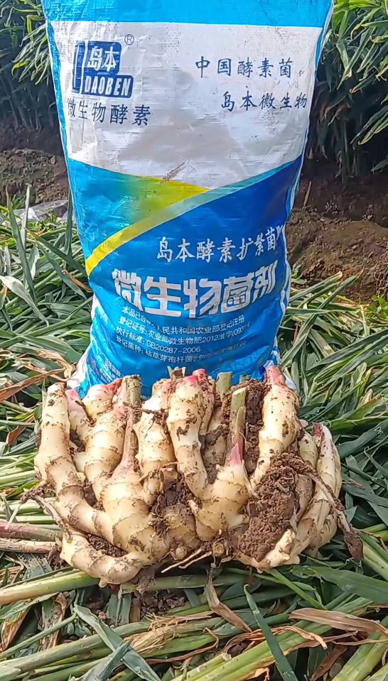 29年大姜重茬地再次喜獲豐收，看酵素菌肥改土防病抗重茬的效果！